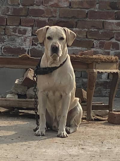 Labrador white male Single coat