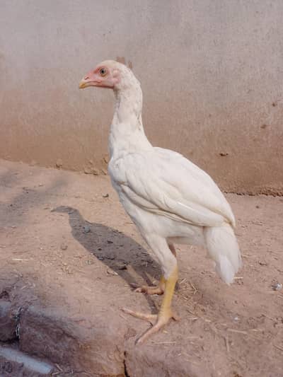 aseel heera chick for sale and other chicks (03204189081) watsapp num