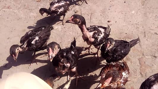 pakistani cross aseel chiks age 2 se 2.5 month healthy active