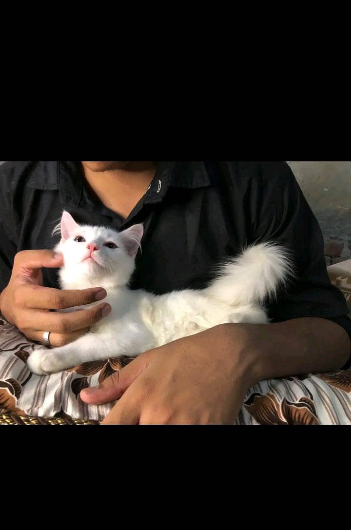Persian 1