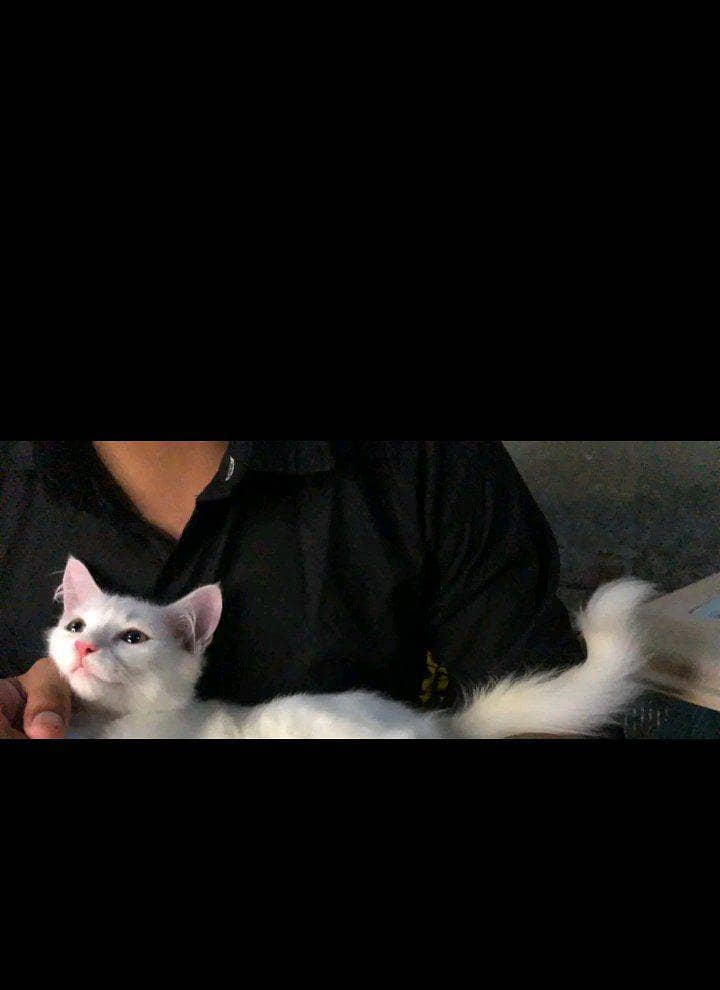 Persian 2