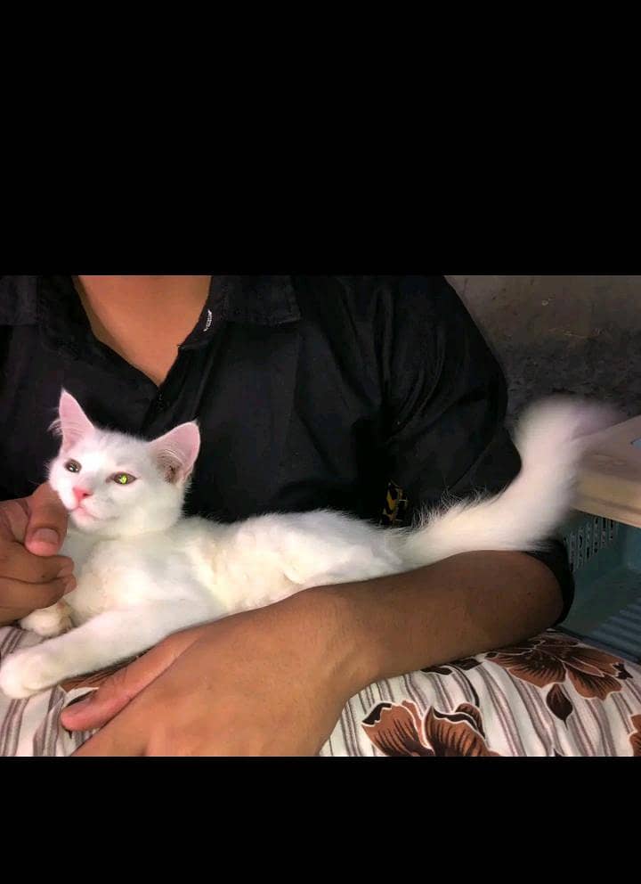 Persian 3