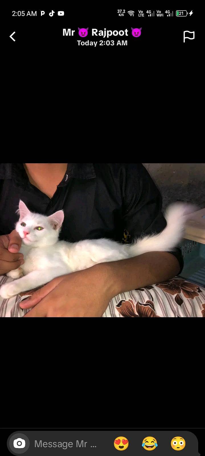 Persian 4