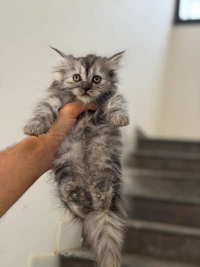 4 Persian cats tripple coat