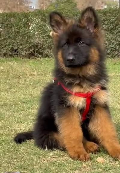 Long coat German puppy Shepherd . 03476578922 WhatsApp