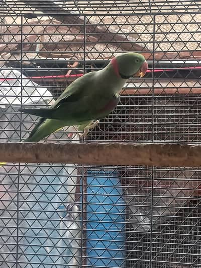 raw jumbu size male female breeder