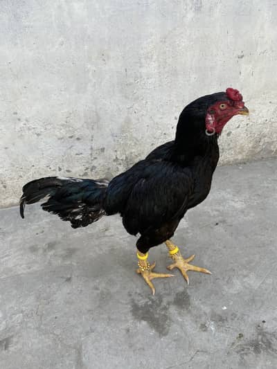 Mushka lassani jutt black