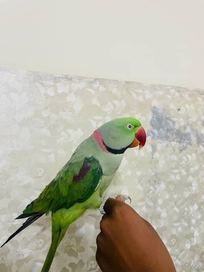 Hand Tame and talking raw parrot pair