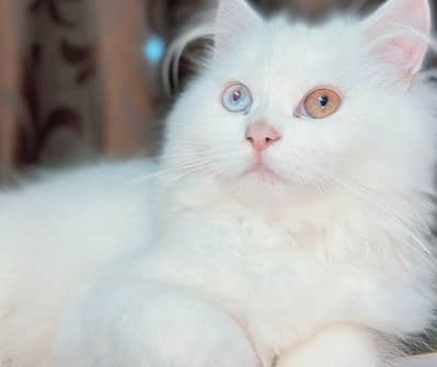Persian triple coated odd eyes female