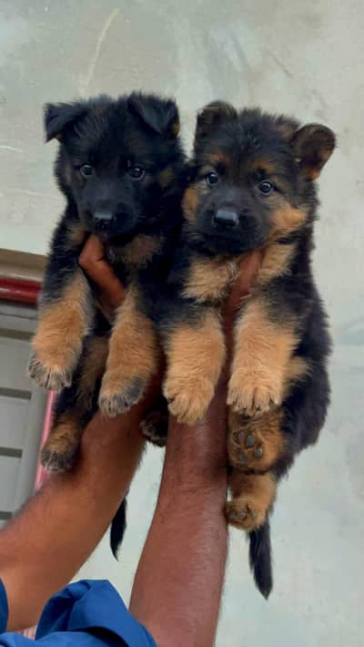 gsd black mask longcot pair