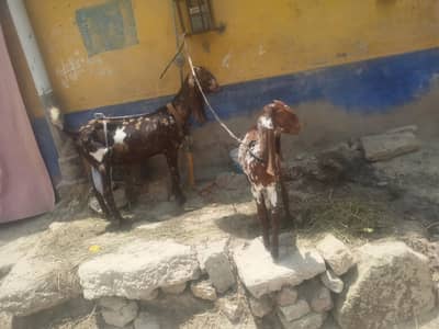 Bakri or AK bacha for sell