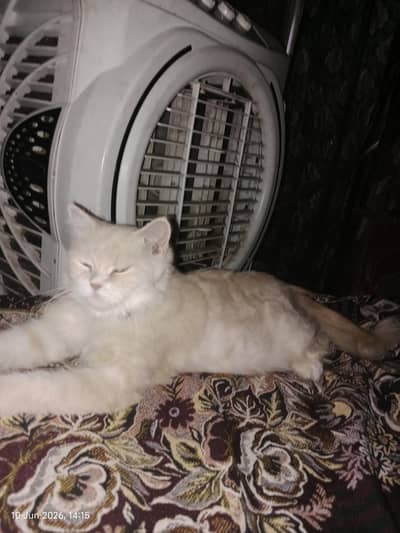 pregnant cat