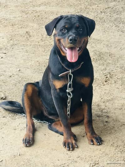 Rottweiler pair for sale