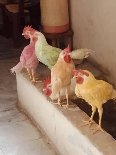 4murgy ban gay hai ak Azan deta hay