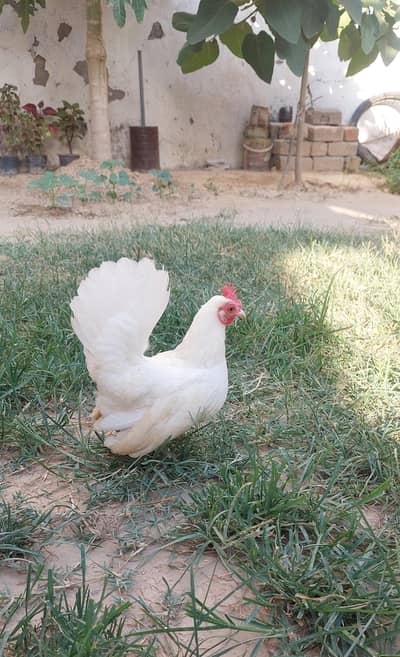 white Japanese bentom