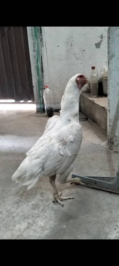 Pure| White German Shamo| Female For Sale|