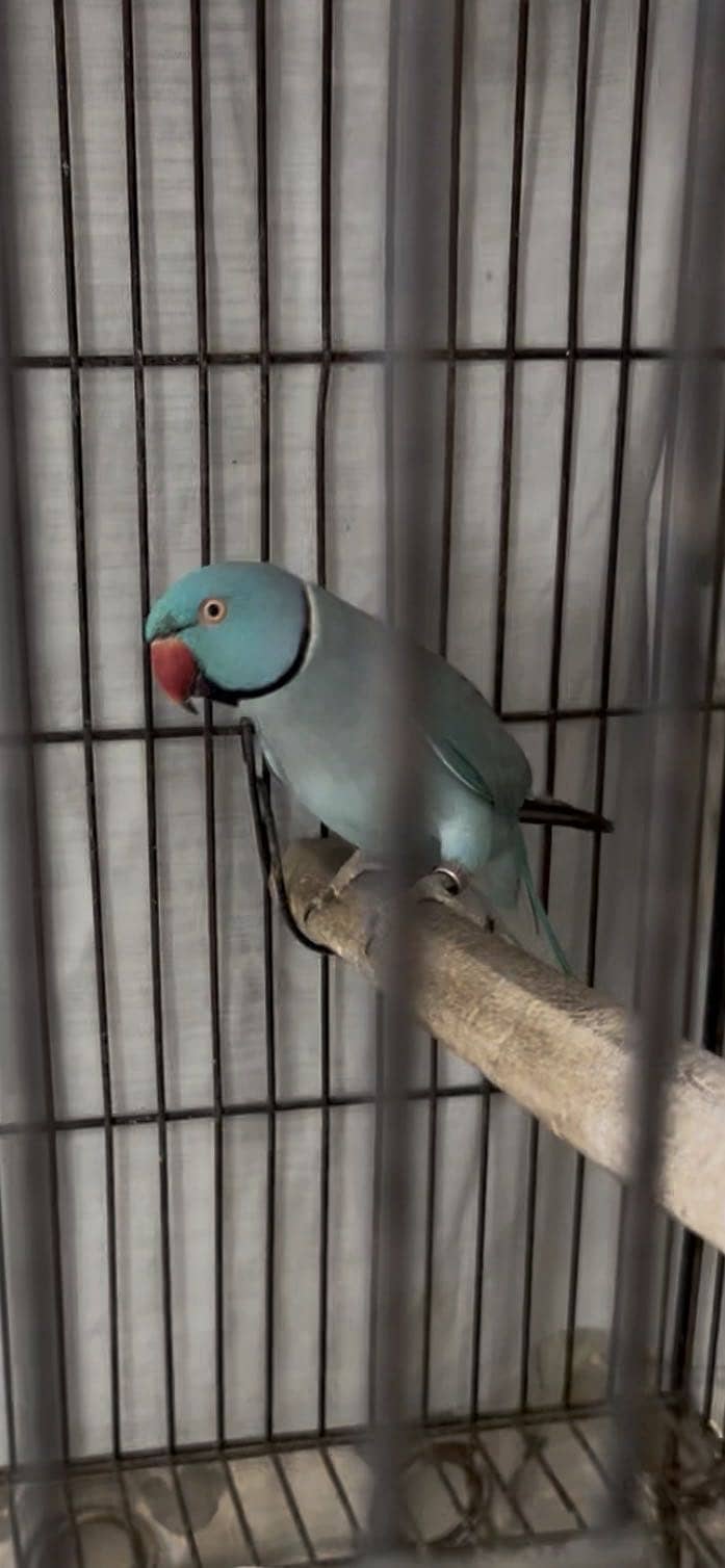 Blue Ringneck pair 0