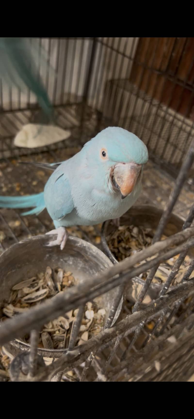 Blue Ringneck pair 1