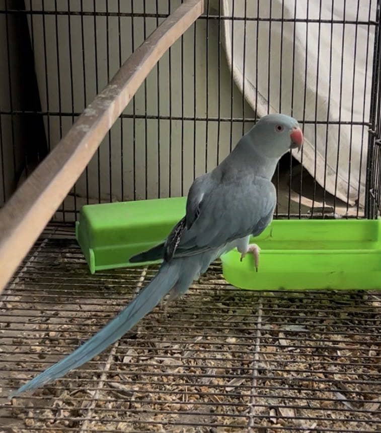 Blue Ringneck pair 2