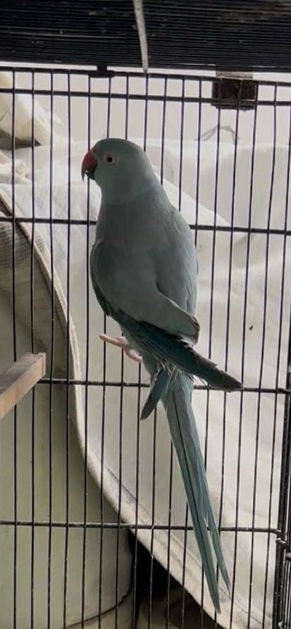 Blue Ringneck pair 3