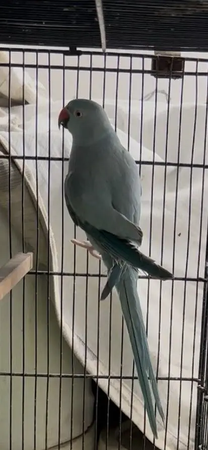 Blue Ringneck pair — photo 4