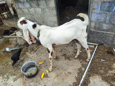 Beetal Breader Bakra, motay sing wala