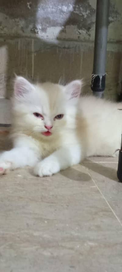 kittens for sale