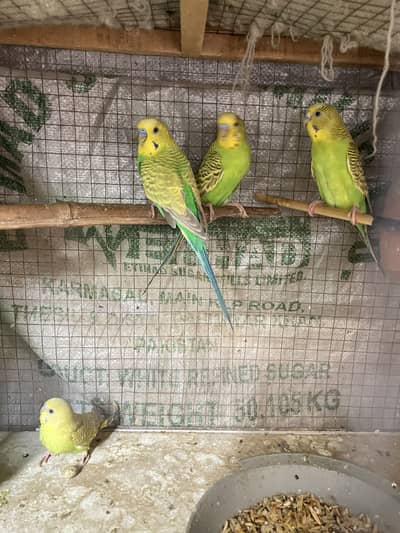 Pair of parrots