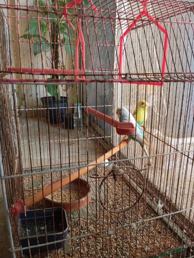 cage+budgie pair+one bottle cereal food