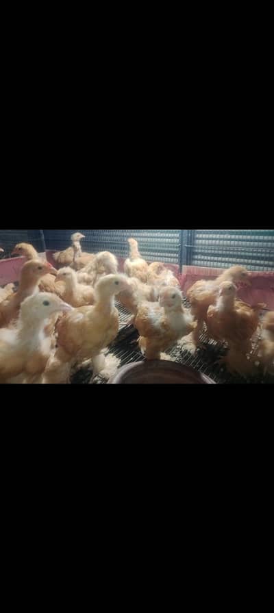 golden buff chicks