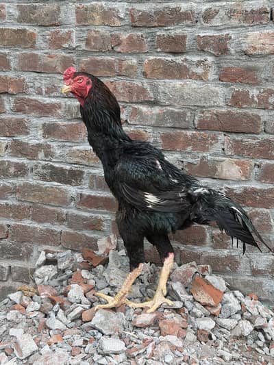 1 shamo pair ,1 aseel murga cheena ,aseel chicks, ayam cemani set