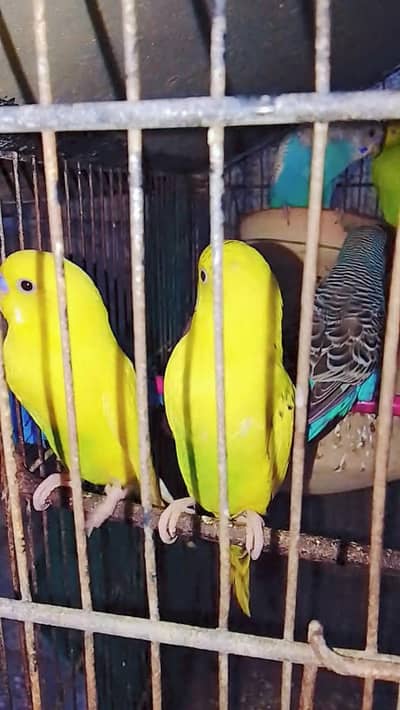 Budgies Pair & Pathy Available for sale in karachi