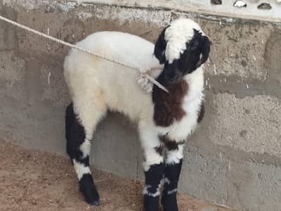 sheep