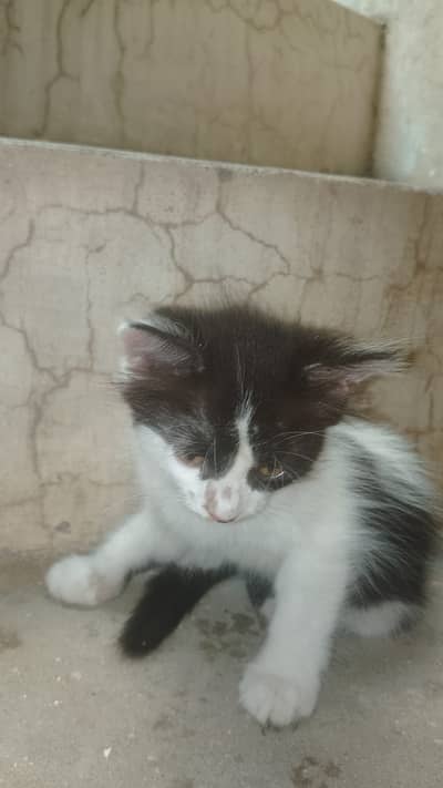 : persian kittens | double coated doll face | fluffy heavy fur |Adorab