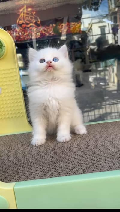 Quality Persian Punch face cat & kitten is03194866952Whatsapp