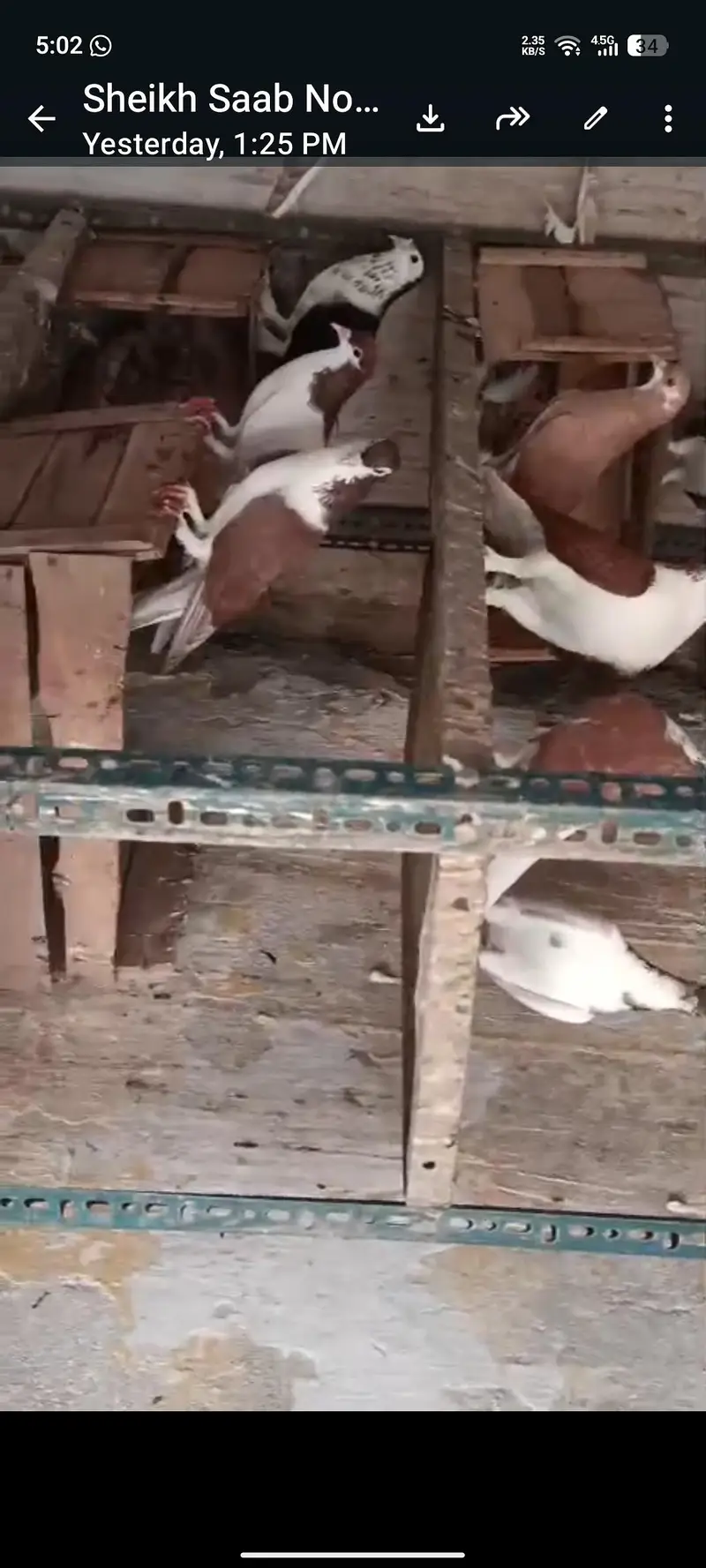 for sale jall 35 birds