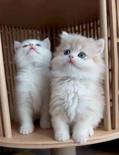 Persian kittens