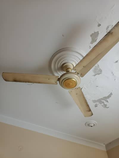 celling fan