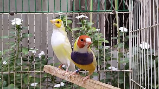 Red eyes breeding pair for first breeding