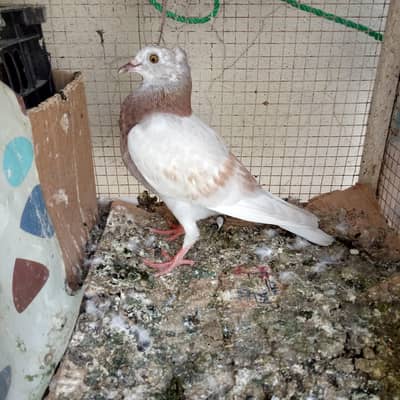 gola pigeon sale