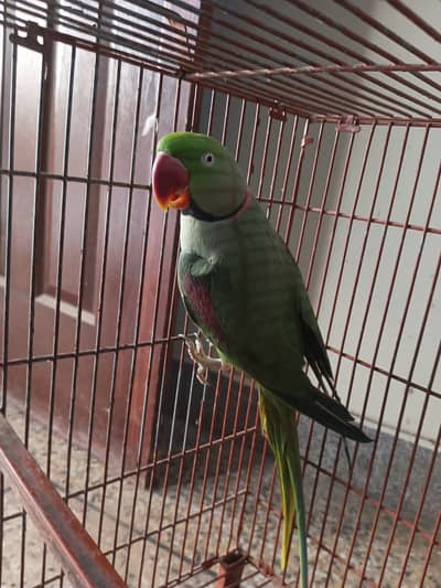 Breeder Raw pair for sale