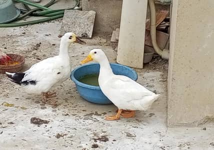 I have both male & female ducks & female are laying eggs daily