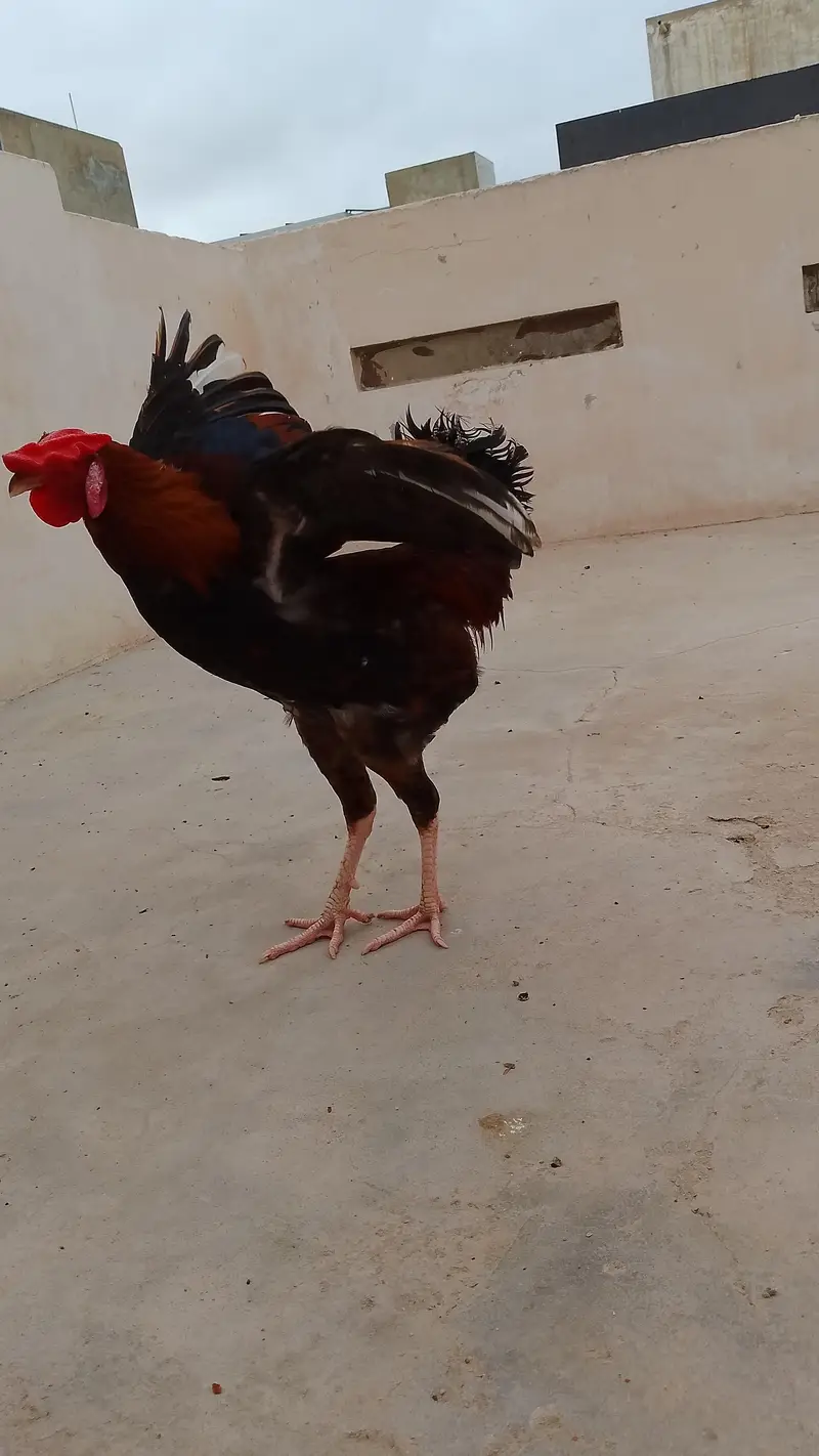 Aseel Misri Cross Murghaaa — photo 6