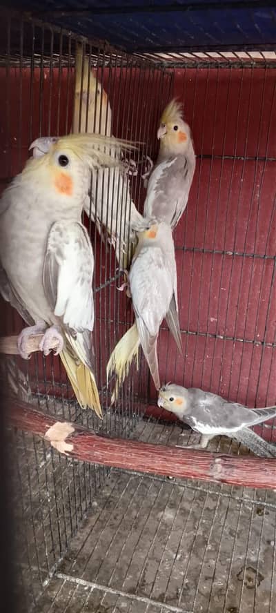 Beautiful Female Cockatiels for Sale (Healthy & Active)