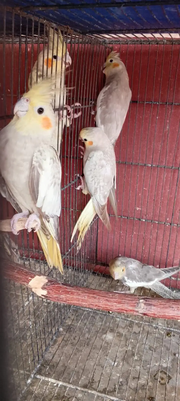 Beautiful Female Cockatiels for Sale (Healthy & Active) — photo 3