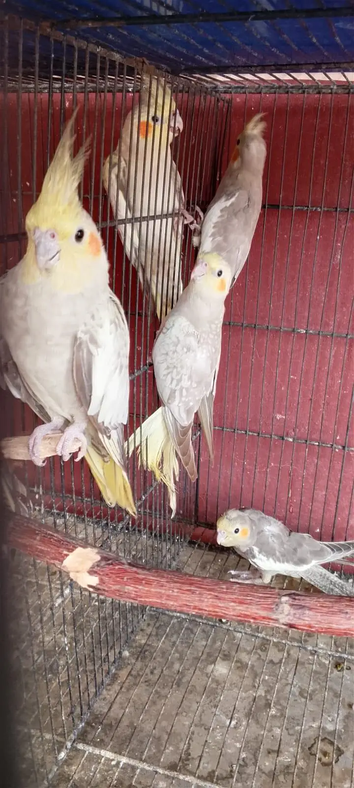 Beautiful Female Cockatiels for Sale (Healthy & Active) — photo 4