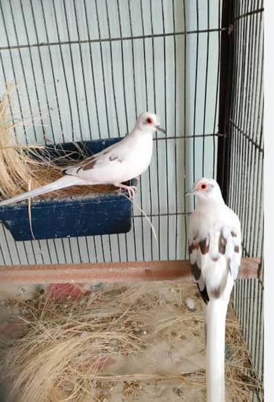 Red pied and diamond pied doves