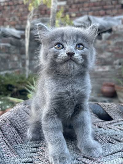 Grey Persian Kittens – Litter Trained & Healthy