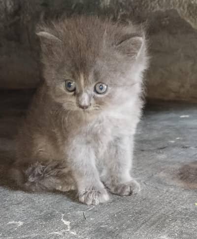 three Persian kittens for sale