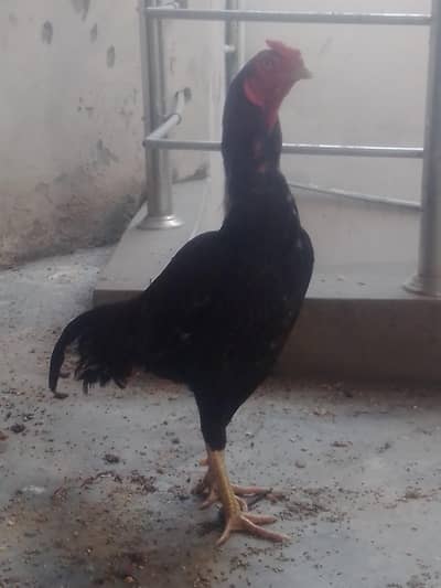 Aseel mainwali breed full healthy and active